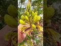 Check out the Yellow Bird of Paradise (Caesalpinia gilliesii)