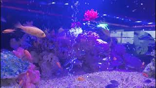 ヴァロラント参加型　シルバコンペ  雑魚