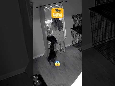 Les animaux dans l'ombre | animal watch