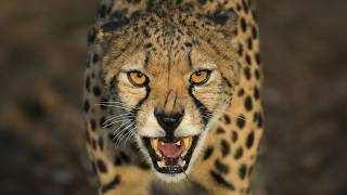 Download lagu Wild Ones: The Secret Survival of Species mp3 Download lagu Wild Ones: The Secret Survival of Species mp3