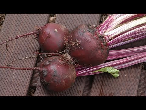 , title : 'Buraki - wysiew i uprawa buraków w ogrodzie - warzywa'
