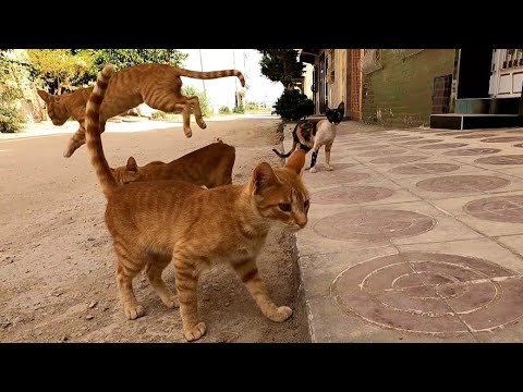 Cats Meowing Loudly For Food Are Shy.