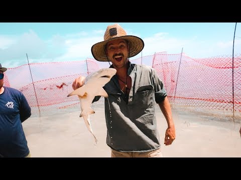 We Found a Baby Lemon Shark! Ep. 170