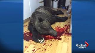 Man shoots grizzly bear that broke into his home [Canada]