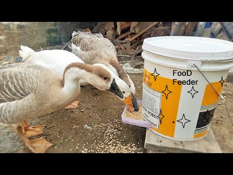 , title : 'Homemade Automatic Food Feeder For Chickens and ducks | How to make Food feeder For hens'