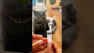 🐈Cats comedy videos 😂 Ohh No😂😂😂Cars funny whatsapp status video 🤣 Animals lover ❤️