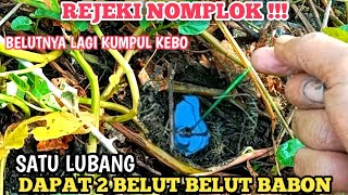 Download lagu REJEKI NOMPLOK DAPAT 2 BELUT BABON DALAM SATU LUBANG □ NGUREK BELUT mp3