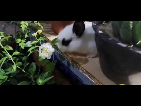 JADE NO FESTIVAL DA POROROCA DE SÃO DOMINGOS DO CAPIM 