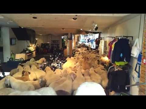 綿羊沖入商店賣羊毛?