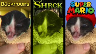 Download lagu Kitten Meows, but in Famous Places mp3 Download lagu Kitten Meows, but in Famous Places mp3