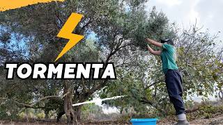 PRIMERAS LLUVIAS en la finca y recogida de ACEITUNAS. Grabo una TORMENTA desde el GALLINERO. Vlog258