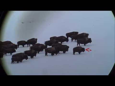 Bison • 300 Win Mag • 180 Hammer Hunter