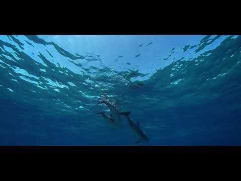 Creative Eden video.