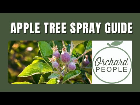 When to spray apple trees to prevent pests and diseases