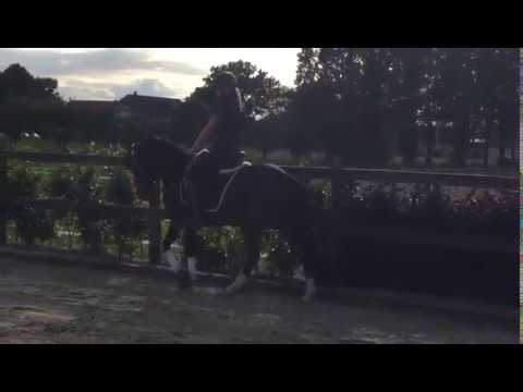 3-jähriger Ponywallach v. Nutrix-Hilkens Black Deligh