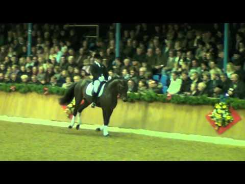 Famoso Stallion Show Kathmann Vechta 2012