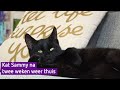 Kat Sammy thuis na trip van veertig kilometer: 'Hij blijft nu twee weken binnen'