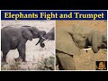 Elephants Fight Shorts Elephant Sounds Elephant Trumpet Elephants Play Fight Elefantes