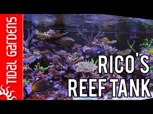 Taking a look at Rico's Reef Tank - 300-gallon SPS Dominated Reef