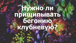 Нужно ли прищипывать бегонию клубневую?