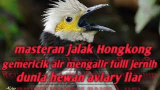 Download lagu masteran jalak Hongkong terbaru fullll mp3