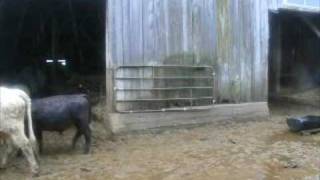 Kathryn Williams - Little Black Numbers