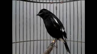 Download lagu Decu Jantan Ngeriwik Ngeplong Cocok Untuk Pancingan Decu yang Malas Bunyi!! mp3