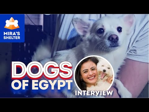 Sheltering dogs against all odds: The unexpected journey of Mira Gamal
