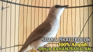 Download lagu Trucuk BETINA memanggil Jantan Suara Birahi Ngecuplik 100% pancingan trucukan gacor agar BUNYI EMOSI mp3