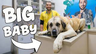 56KG DEV Çoban Köpeği Veterinerde BEBEĞE Döndü! (Pamuk Kalpli Koca Oğl