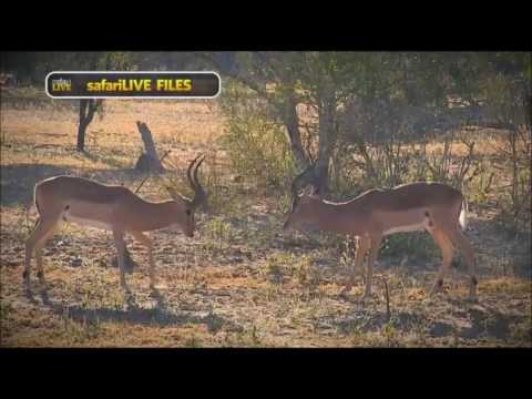 Safari Live : Fighting over mating right's between the animals of Djuma Dec 15, 2016
