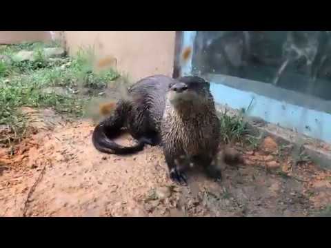 April 20 - North American River otters