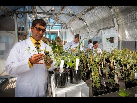 なぜQUTで科学と工学を学ぶのか? (Why Science and Engineering at QUT?)