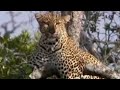 Leopard Vs Wildebeest BBC Studios