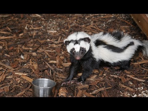 Ziggy the Zorilla @ Cedars Nature Centre