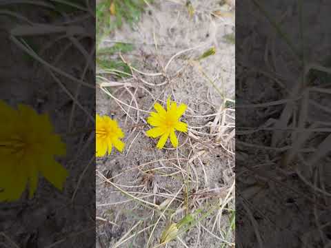 Hundslattich: Der trittfeste "Mini-Löwenzahn" für deinen Naturgarten