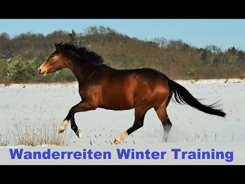 Trail Riding Winter Work - How do I keep my horse fit in winter? Winter Training Ideas