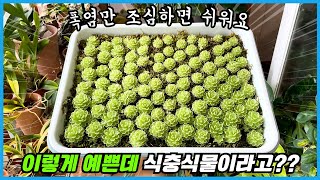 장마와 폭염 벌레잡이제비꽃은 이렇게 관리해야해요 ㅠㅠ 너무 예쁜 식충식물!!