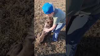 Video preview image #1 Australian Shepherd-Unknown Mix Puppy For Sale in Wakefield, RI, USA