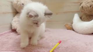 ラグドールの動画01