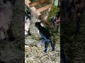 Boldog Kis Gida Happy Goat 2023 Március 9