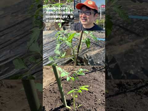  1つの植物からたくさんのトマトを得るにはどうすればよいですか？美しく豊かな収穫を楽しむための 5 つのシンプルだが効果的なヒント  庭園