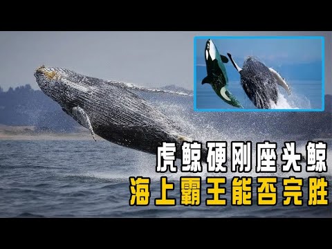 海中恶霸虎鲸，为何常被温文尔雅的座头鲸暴揍？谁才是海中霸主