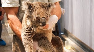 video: Thousands of koalas burn to death as Australia fears native wildlife may never recover from bush fire disaster