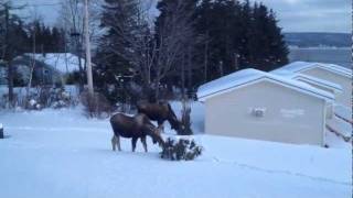 preview picture of video 'Moose In Our Front Yard'