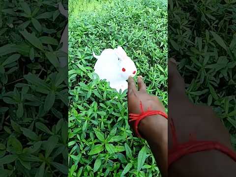 Niki is the most celebrity chihuahua in the world🐶🐺🐻