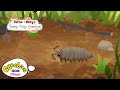 Facts About Woodlice Ferne Rory S Teeny Tiny Creatures CBeebies