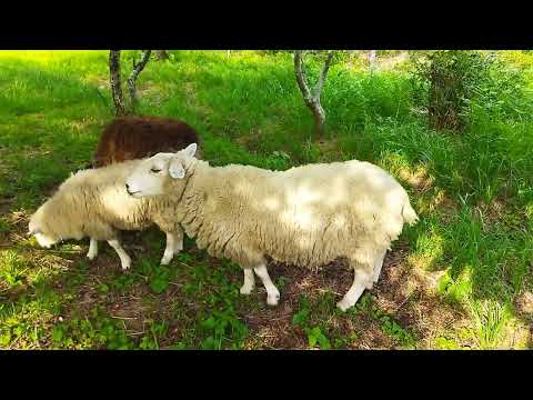 August 7, 2022 Sheep grazing