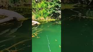 Download lagu Mancing Casting Ikan Lele Monster di Rawa dengan tehnik zig zag #fish #mancing #shorts #angler mp3 Download lagu Mancing Casting Ikan Lele Monster di Rawa dengan tehnik zig zag #fish #mancing #shorts #angler mp3