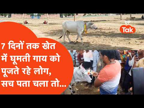 Viral: एक खेत के लगातार 7 दिन तक गाय ने लगाए चक्कर तो उमड़ पड़ा श्रद्धा का सैलाब, पहुंचे डॉक्टर तो..